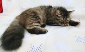 如何给金吉拉猫做美容 漂亮金吉拉猫美容方法