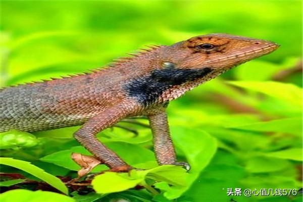 养蜥蜴的危害和好处有哪些，什么蜥蜴适合新手养