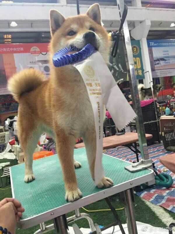 郑爽的宠物狗获得了这个大赛的冠军，那么CKU是个什么梗？