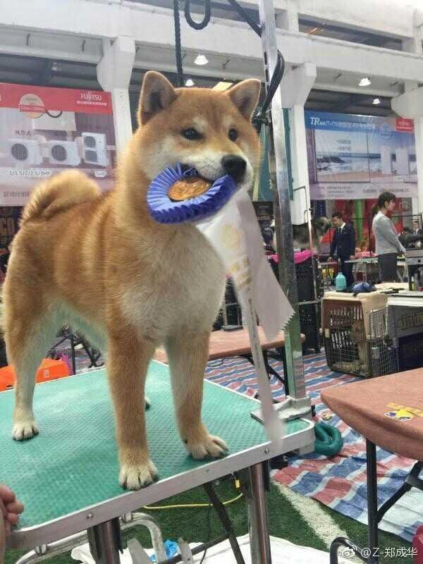 郑爽的宠物狗获得了这个大赛的冠军，那么CKU是个什么梗？