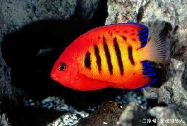 五个方面教你鉴赏海水观赏鱼，如何选购健康鱼儿这里有答案