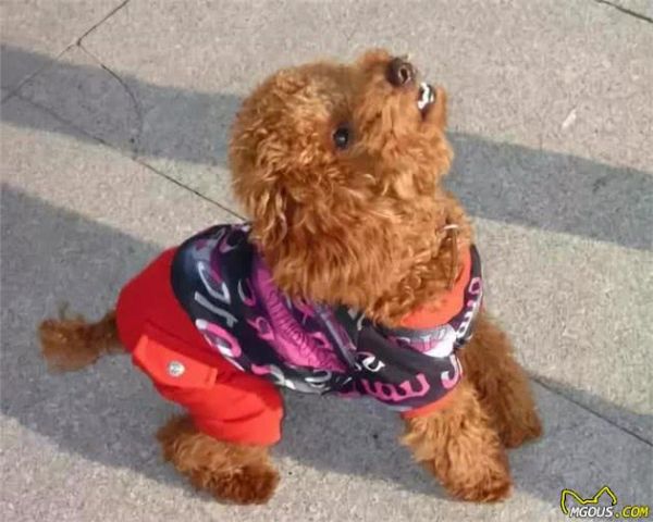 「狗狗特点分析」狗狗7种不同性格大揭秘