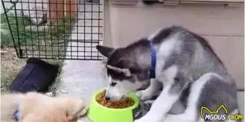 「狗狗特点分析」狗狗7种不同性格大揭秘