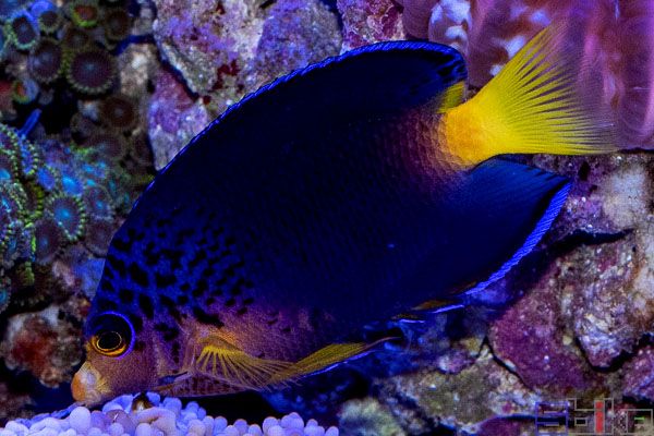 紫鳞神仙鱼_毛里求斯蓝神仙鱼_蓝莫里西斯神仙鱼_毛里求斯刺尻鱼