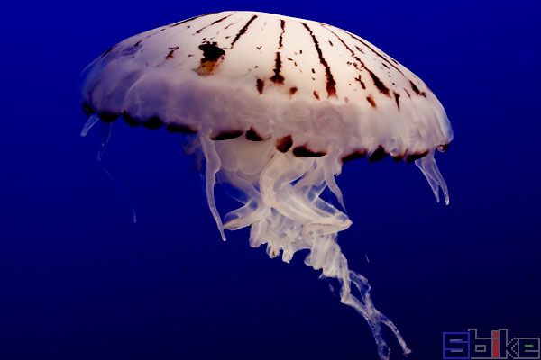 紫纹海刺水母_