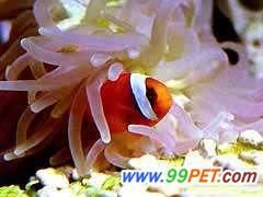 水族新贵----海水鱼
