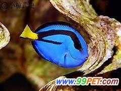 水族新贵----海水鱼