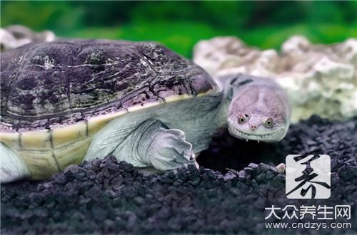 乌龟能吃吗？有啥营养