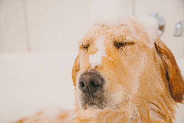宠物洗澡 Pet bathing