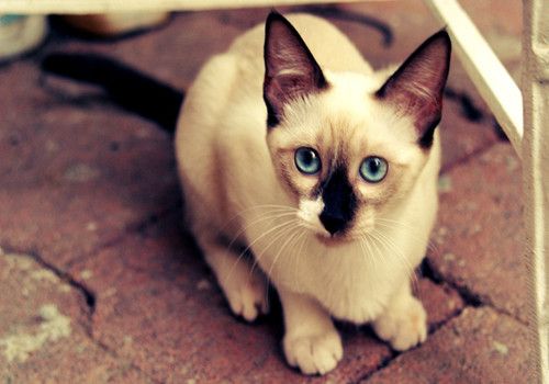 干的猫粮好还是湿的猫粮好