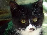 送给不爱喝水猫咪的小妙招