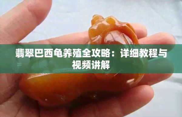 翡翠巴西龟养殖全攻略：详细教程与视频讲解