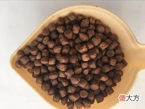 添加青口贝和海鱼 海带子和青口贝