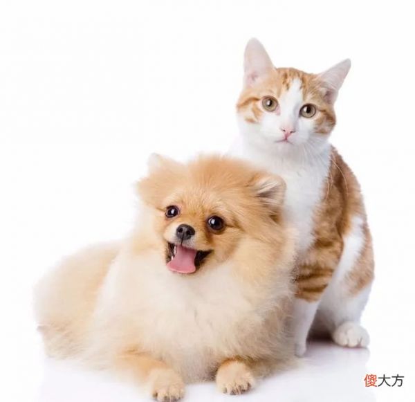 添加青口贝和海鱼 海带子和青口贝