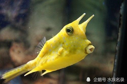 角箱鲀好养吗（既没用又难养的海水鱼）