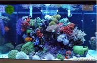 海水鱼的基础知识
