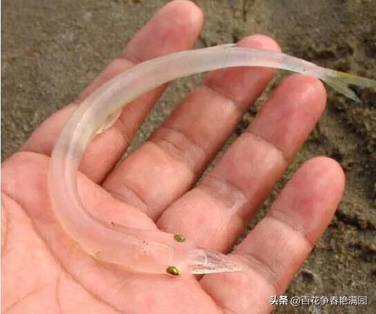 针嘴鱼是海鱼还是淡水鱼（鱼嘴就有4厘米长）