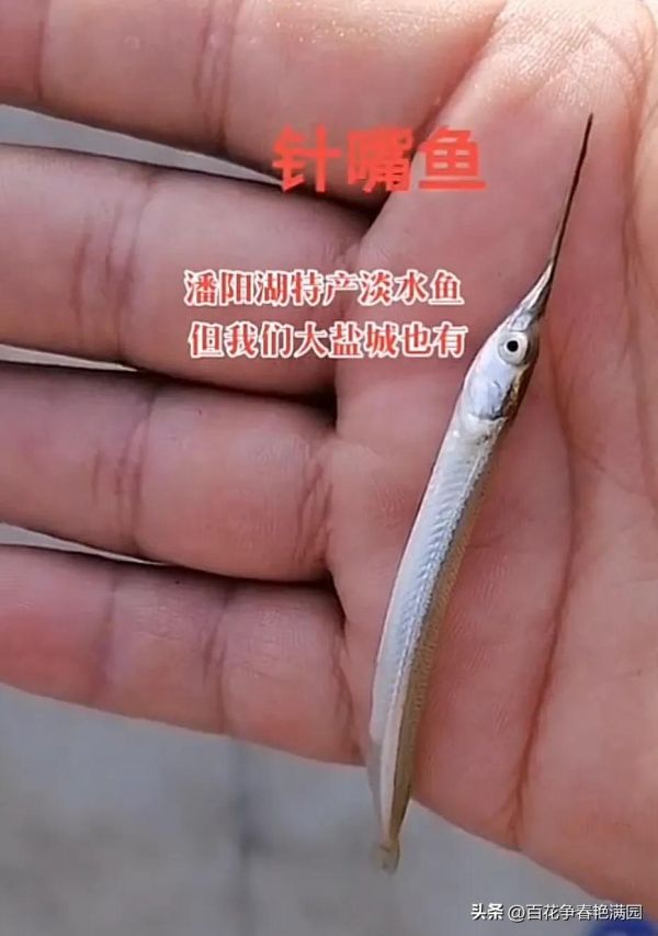 针嘴鱼是海鱼还是淡水鱼（鱼嘴就有4厘米长）