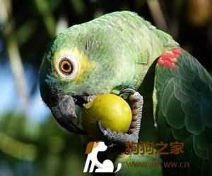 鹦鹉维生素