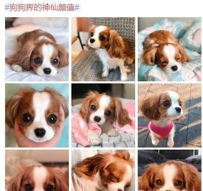 宠物狗比丑大赛，惨不忍睹！这些稀奇古怪的小家伙长得真别致