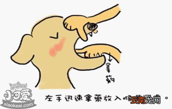 狗狗驱虫怎么做?最全驱虫宝典