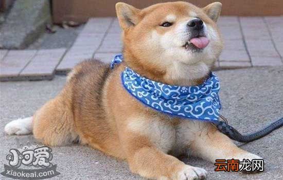 狗狗驱虫怎么做?最全驱虫宝典