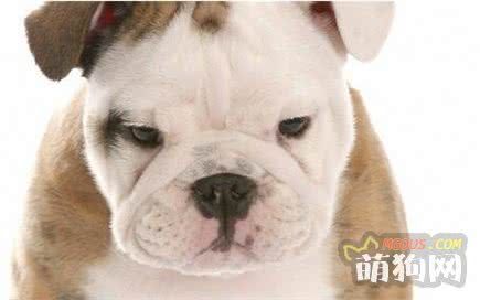狗狗的性格分为哪些类型？