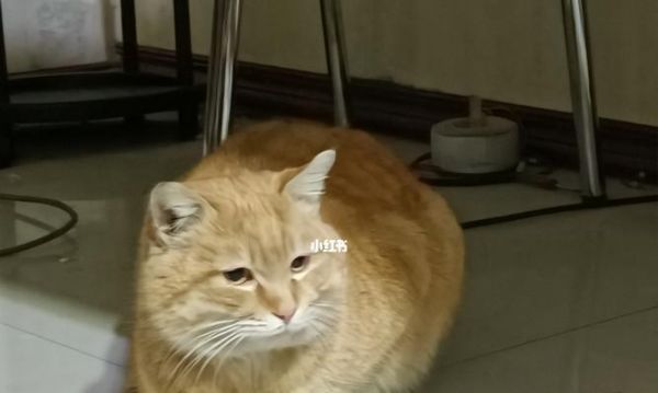 宠物猫突然老打嗝，你了解原因吗（揭秘猫咪常见的打嗝症状及其对应的治疗方式）
