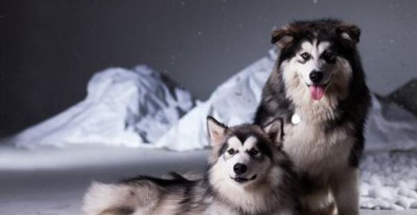 如何训练阿拉斯加雪橇犬（宠物犬训练技巧和方法）