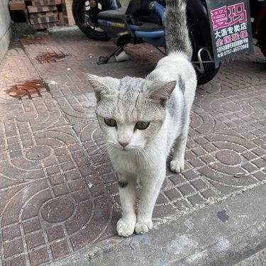 听说搬家没带他走……