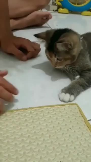 这操作,猫猫一学就会