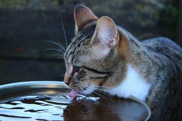 宠物猫品种照片(最受欢迎的10大宠物猫) )