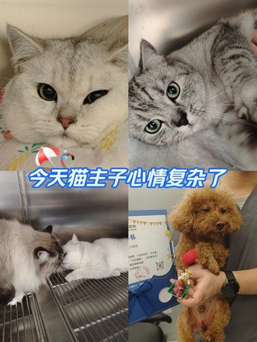 大连市有一家宠物医院