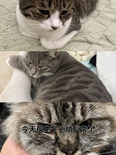 喵咪的心情日记