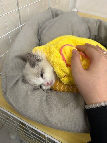天塌了！小猫发烧了