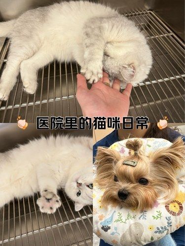 大连市有一家宠物医院
