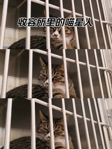 大连市有一家宠物医院