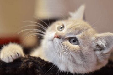 宠物猫取名大全可爱