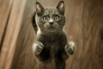 宠物猫取名大全可爱