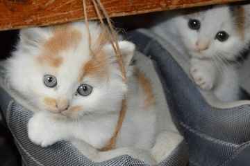 好听的宠物猫名字大全