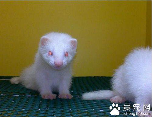 宠物貂好不好养