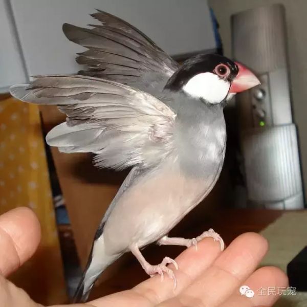 为什么要在公寓里选择文鸟?