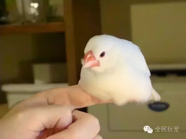 为什么要在公寓里选择文鸟?