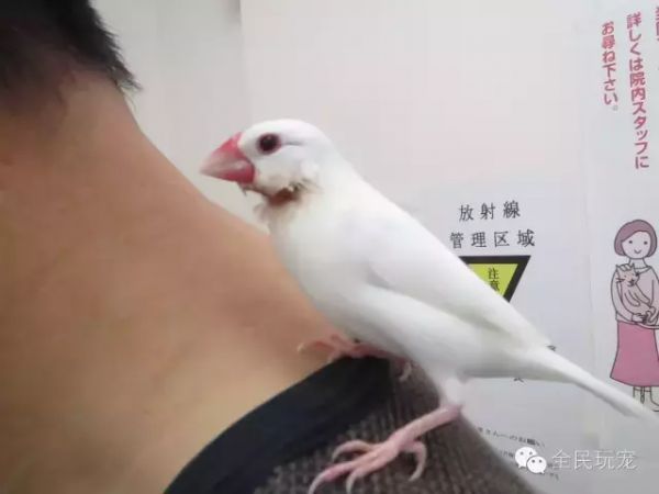 为什么要在公寓里选择文鸟?