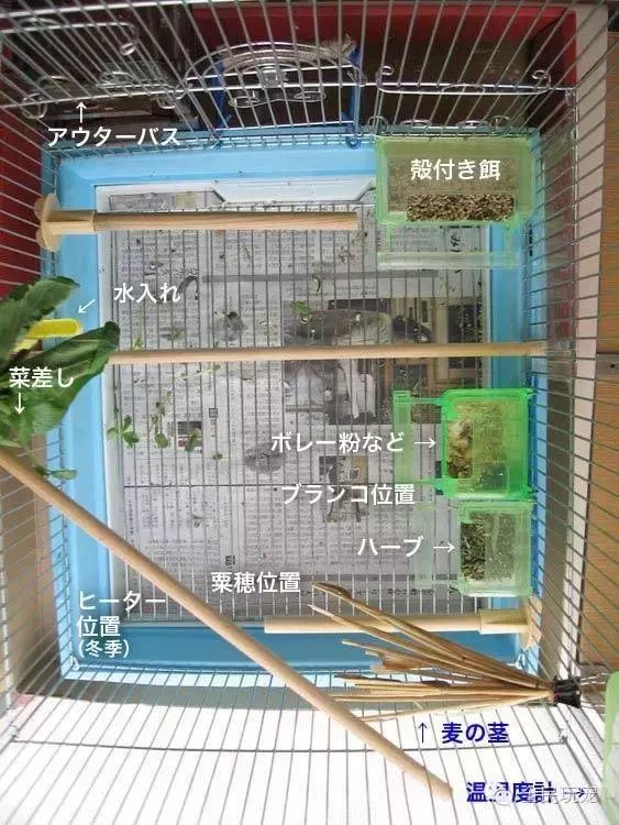 为什么要在公寓里选择文鸟?