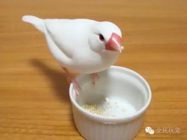 为什么要在公寓里选择文鸟?