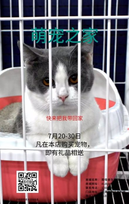 蓝色卡通宠物之家萌宠动物海报