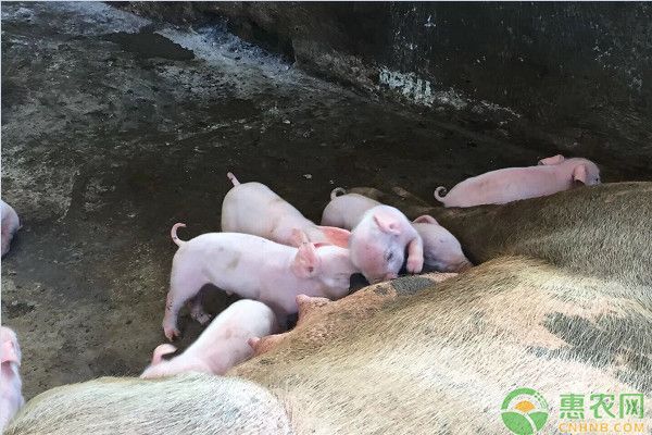 养猪课堂：注射猪瘟疫苗时的注意事项-图片版权归惠农网所有