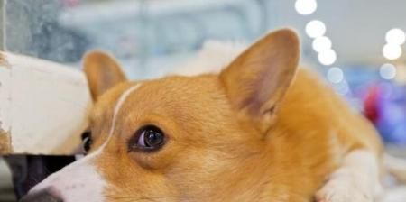 如何与小狗建立深厚的感情？（通过宠物抚摸、游戏和训练建立互信关系）