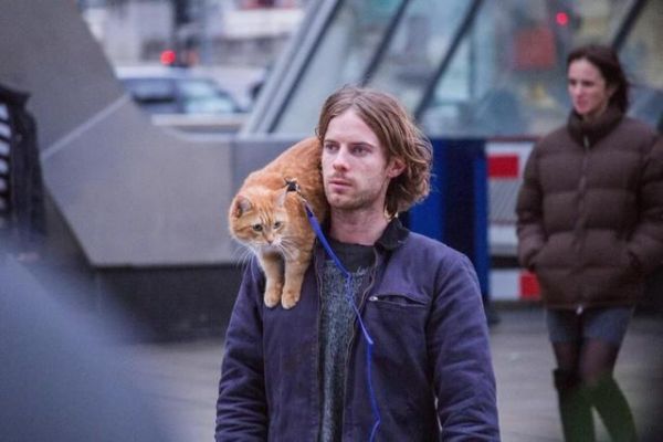 如何将一只流浪猫拐回家？做好这3点准备就可以实施啦
